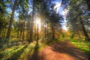 El sector forestal en Twitter. Las principales cuentas