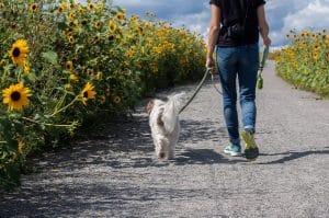 Mascotas: accesorios prácticos y divertidos