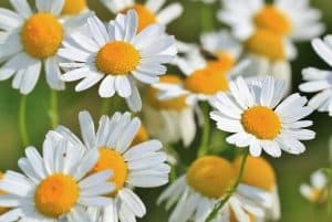 La belleza de la naturaleza