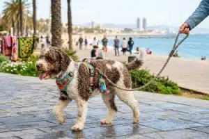 Estilo pet lover: los accesorios más top y coloridos para pasear con tu perro